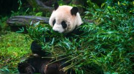 Tokoh pelopor China dalam bidang penelitian ekologi dan biologi panda raksasa, Profesor Hu Jinchu, yang juga dikenal sebagai 
