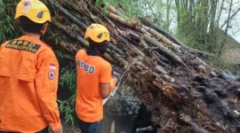 Pohon tumbang merusak fasilitas umum serta menutup akses jalan di Kabupaten Bondowoso. (Dok. BPBD Kabupaten Bondowoso)
