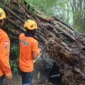 Pohon tumbang merusak fasilitas umum serta menutup akses jalan di Kabupaten Bondowoso. (Dok. BPBD Kabupaten Bondowoso)