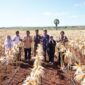 Badan Pangan Nasional Ungkap Produksi Jagung Tengah Melimpah, Bulog Diminta Serap Hasil Panen Petani
