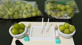 Bapanas Lakukan Rapid Test Anggur Muscat Usai Thailand Temukan Residu Pestisida pada Anggur Tiongkok