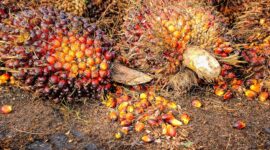 Harga CPO Naik Akibat Meningkatnya Permintaan Minyak Kelapa Sawit dari India dan Tiongkok