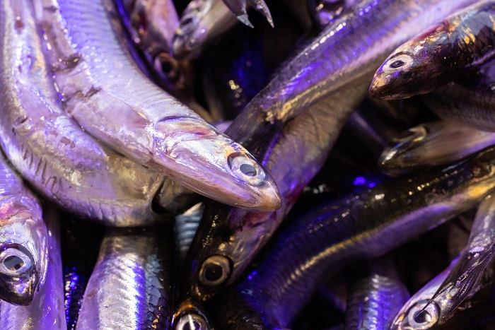 Perusahaan Pengekspor Olahan Ikan. (Pixabay.com/Engin_Akyurt)