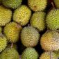 Durian Beku Indonesia Resmi Tembus Tiongkok, Barantin Jamin Ketertelusuran dari Kebun Hingga Pengemasan