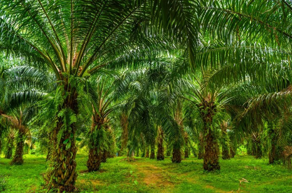 Aset perkebunan sawit PT PAL disita karena diduga dibeli dari dana kredit fiktif. (Dok. Brin.go.id)